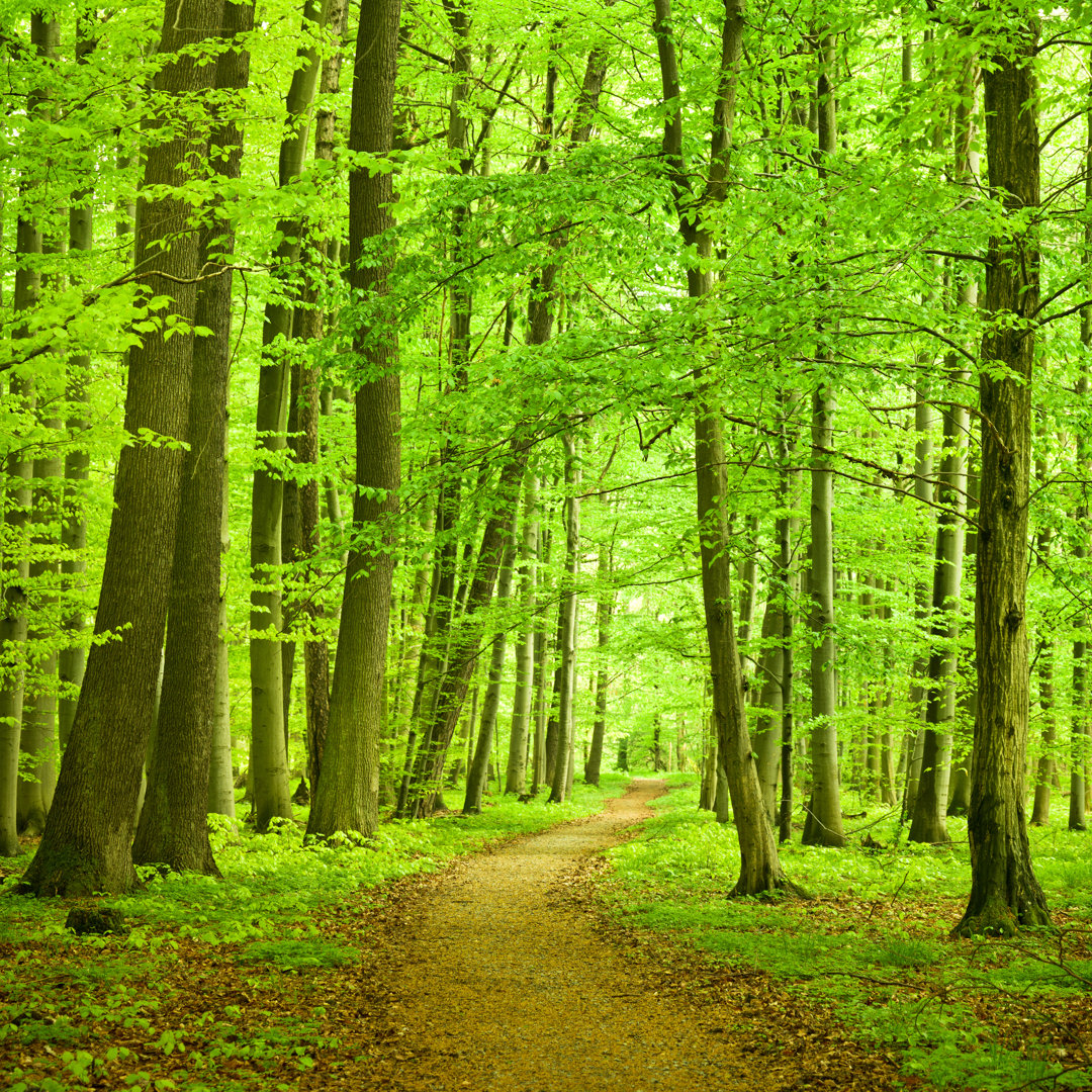 Waldweg von Nikada - Leinwandbild