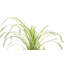 Live Spider Plant in Classic Pot-49662203