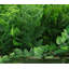 Blue Elephant Artificial Grass