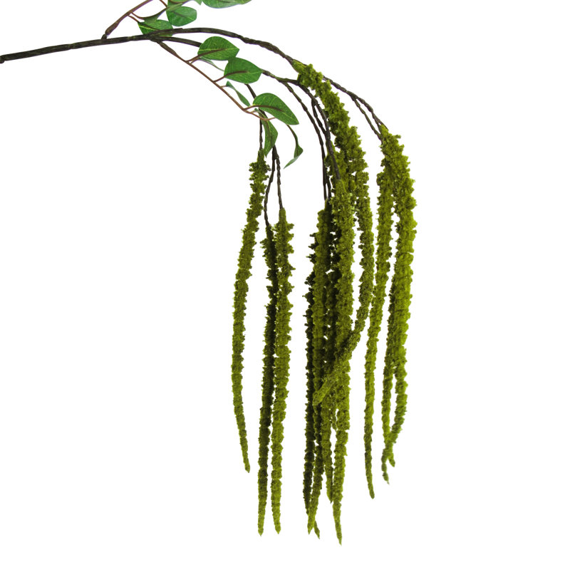 Tige de fleur d'amaranthe, Vert