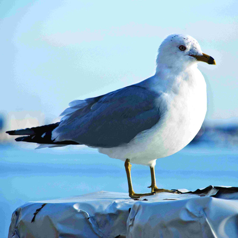 " Seagull 2 ", 12" H x 12" W