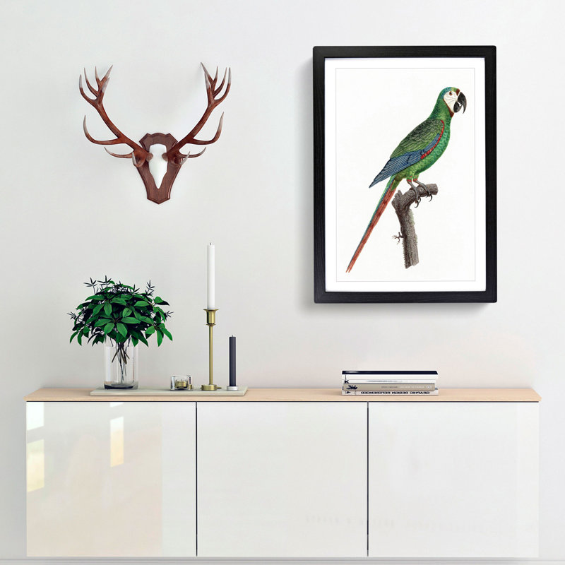 A Blue-Winged Macaw Parrot by F. Levaillant - Framed Print, 33cm H x 24cm W x 2cm D, Black Framed