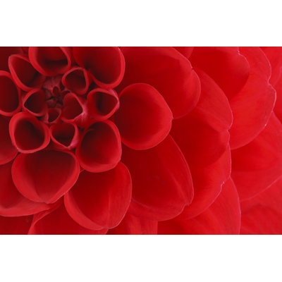 Red Dahlia by Liuhsihsiang - Wrapped Canvas Print