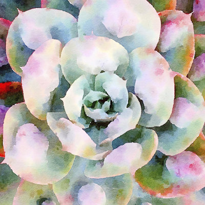 Succulente V by Vicki Gladle Bolick - Wrapped Canvas Painting