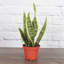Live Laurentii Snake Plant-49662174