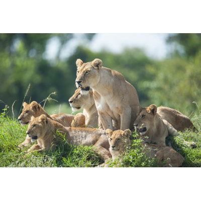 Lioness with Cubs by Guenterguni