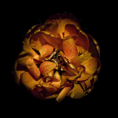Orange pivoine - peinture sur toile tendue