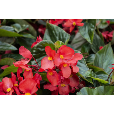Red Begonia Flowers - Photographie sur toile tendue