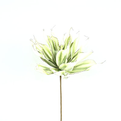 Arrangement floral 30 po Agave Lotus