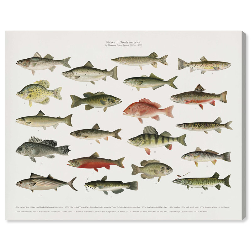 " American Fish " Painting Print, 24" H x 20" W, Wrapped Canvas