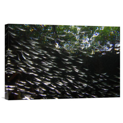 " Red Mangrove Aerial Roots Providing Shelter For School Of Small Fish, Bastimentos Marine National Park, Bocas Del Toro, Panama "