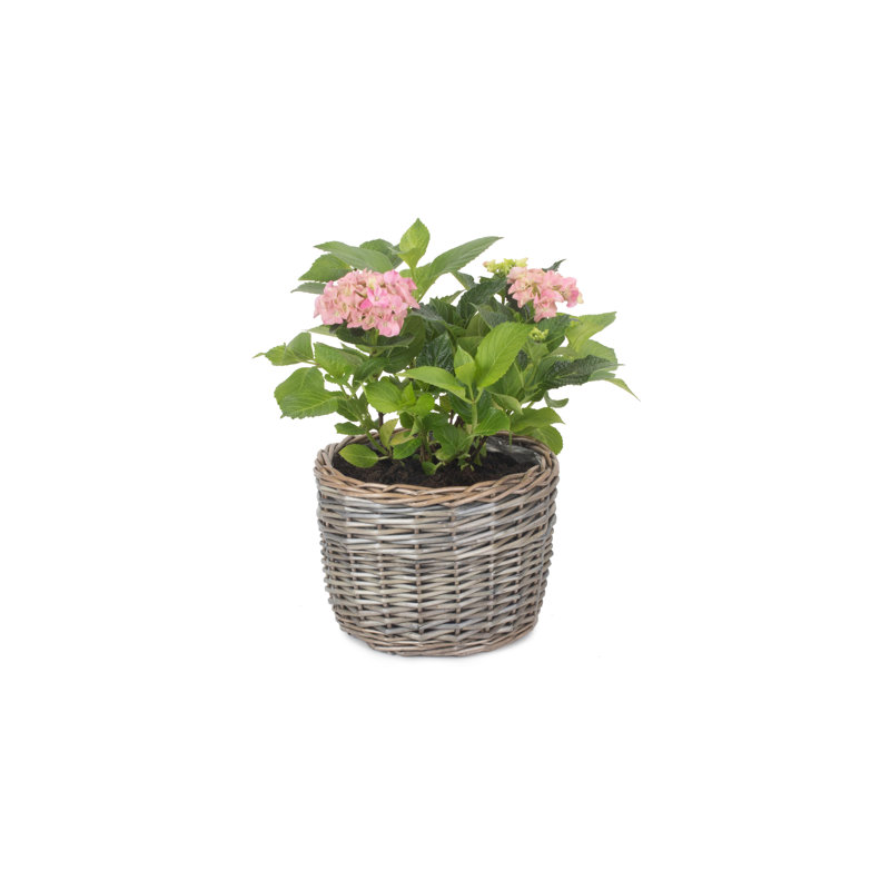 Lily Manor Wicker Planter Basket, 18cm H x 25cm W x 25cm D