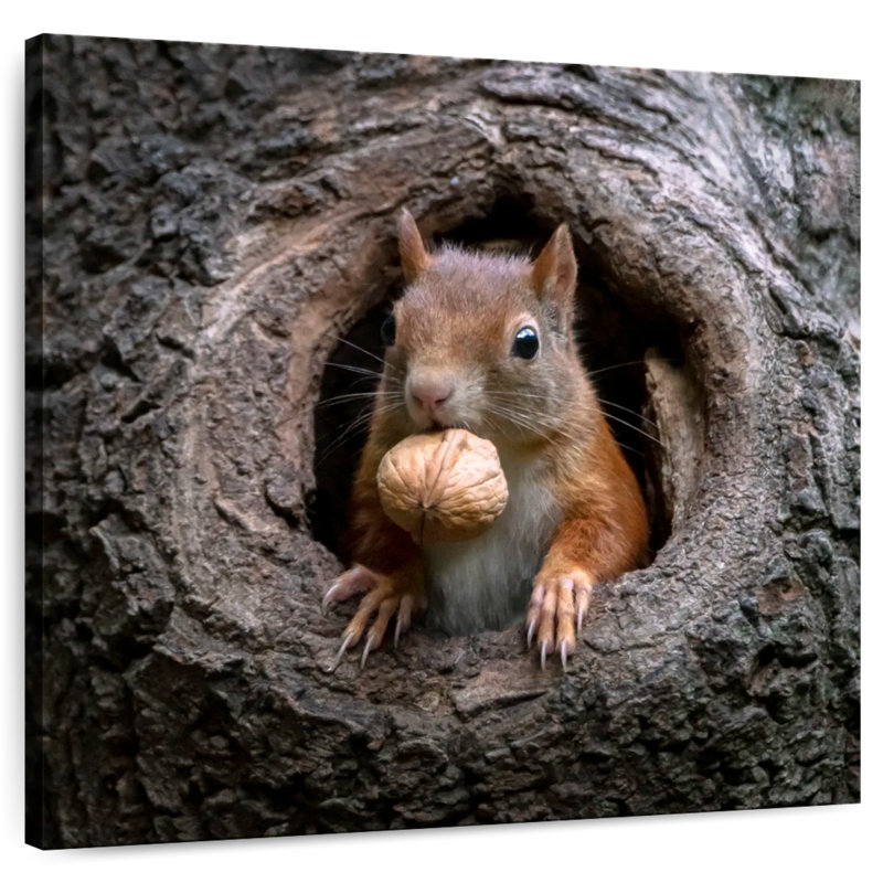 Crowle Squirrel dans un trou d'arbre, H 30 po x l 30 po