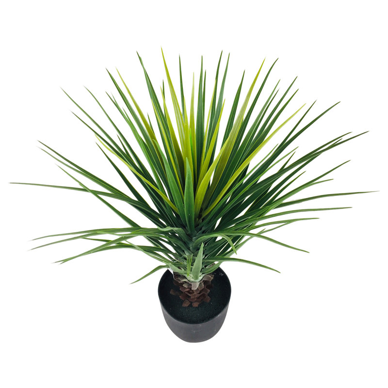 68cm Pineapple Tree in Pot