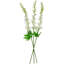 Tiges Delphinium-86731931