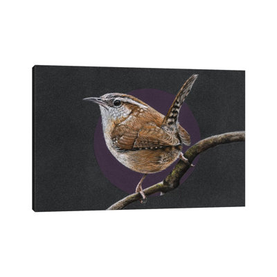 Carolina Wren by Mikhail Vedernikov - Wrapped Canvas Graphic Art