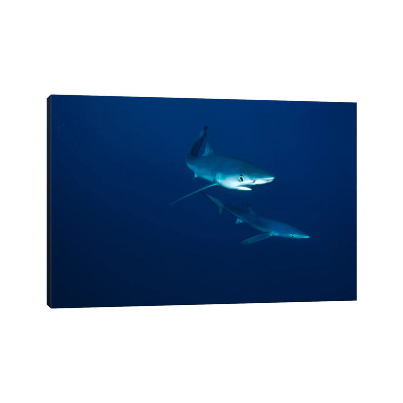 Blue Shark Pair Underwater, California by Flip Nicklin - Wrapped Canvas Gallery-Wrapped Canvas Giclée