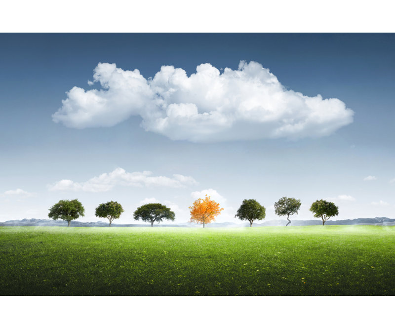 Wrapped Canvas Print, 50.8cm H x 76.2cm W
