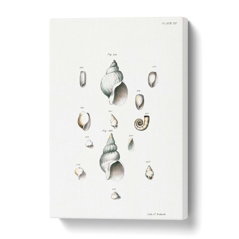 Types of Seashells PL. 35 by J.E. De Kay - Wrapped Canvas, 60 cm H x 40 cm W