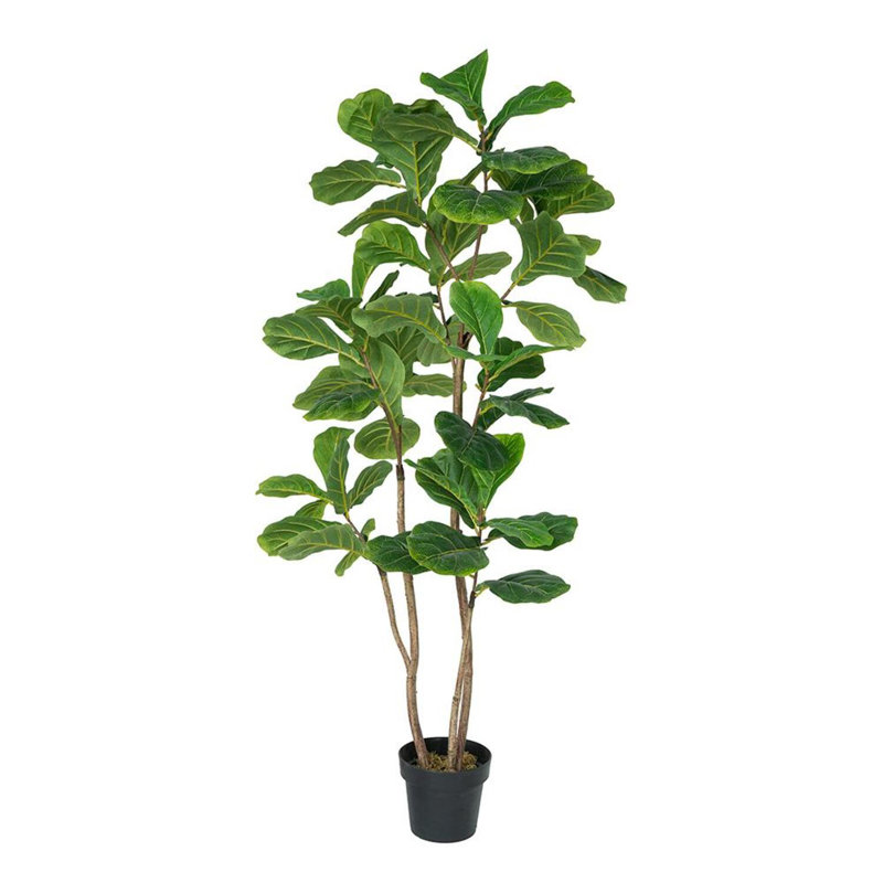Figuier à trois branches en pot