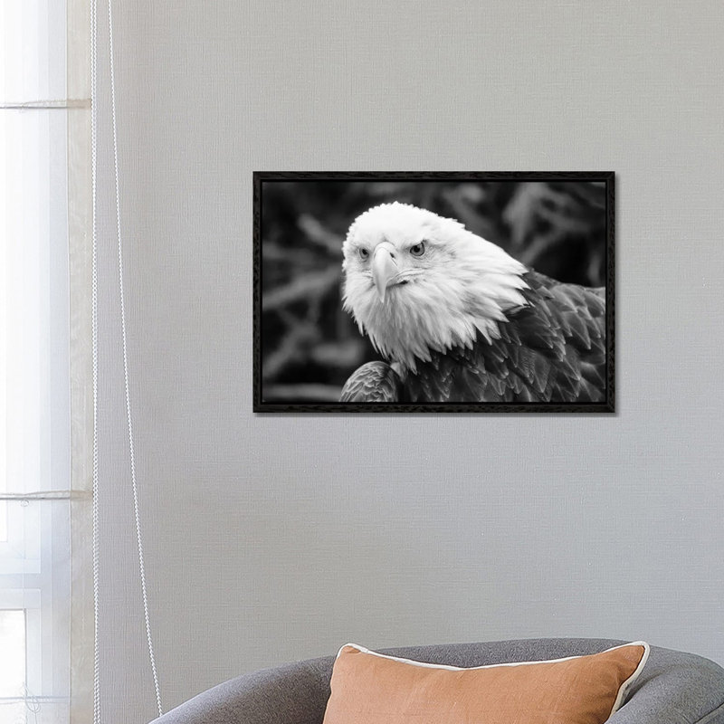 Eager Eagle by David Gardiner - Print on Canvas, Black Framed, 66.04 cm H x 45.72 cm W