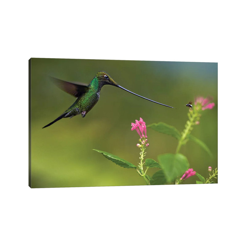 Sword-Billed Hummingbird And Insect, Ecuador by Tim Fitzharris - Gallery-Wrapped Canvas Giclée on Canvas, Canvas