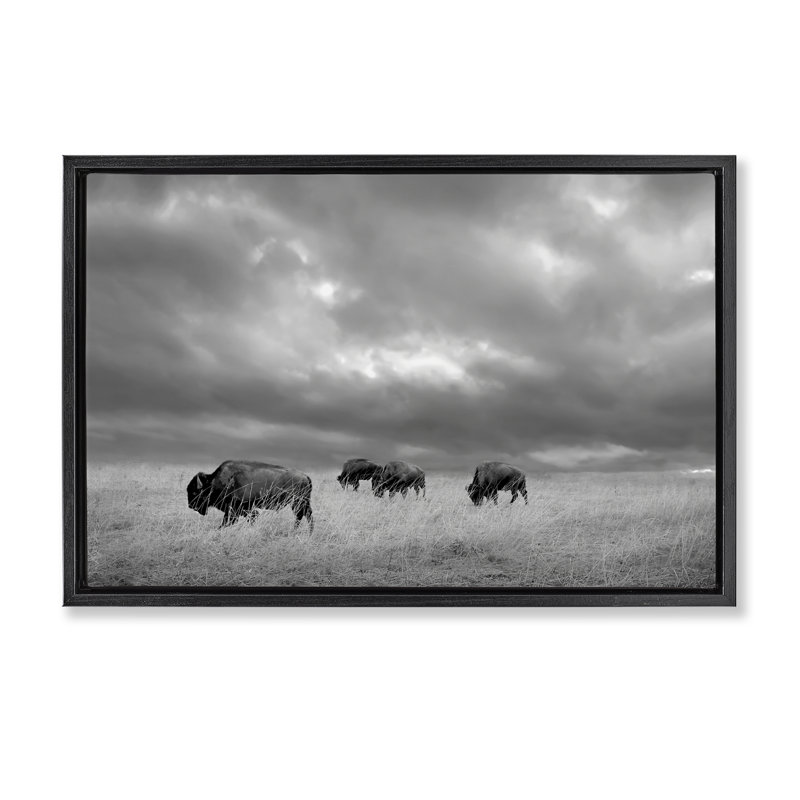 Cadre flottant Bisons sous un ciel d'automne, design par Steve Toole, H 17 po x l 25 po, Cadre flottant noir de jais