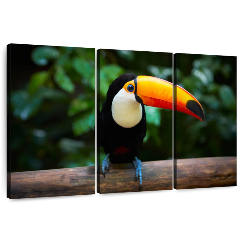 Brampt Brazilian Toucan, 42" H x 65" W