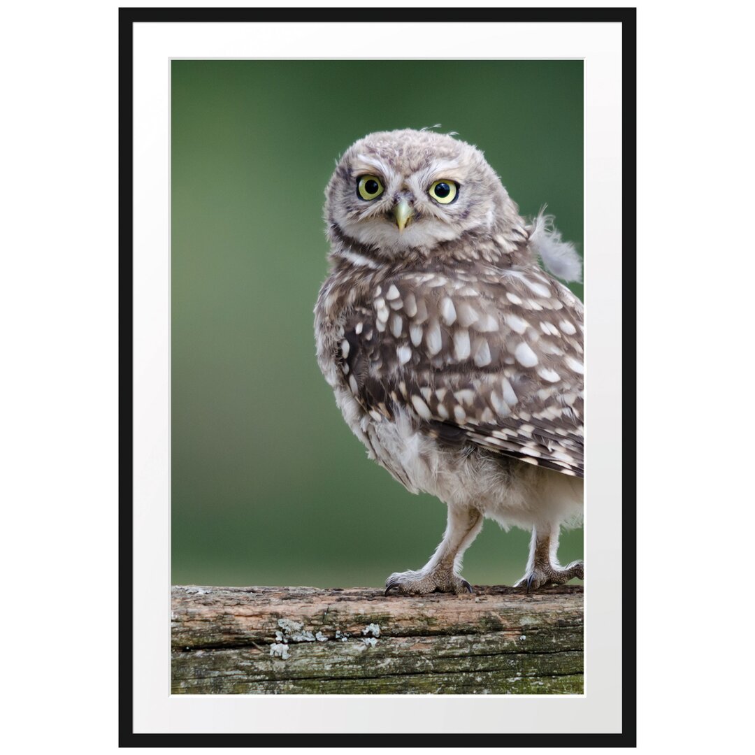 Gerahmtes Poster Kleine Eule auf Baum