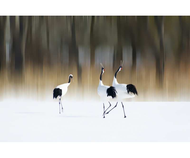 Wrapped Canvas Print, 121.92 cm H x 81.28 cm W