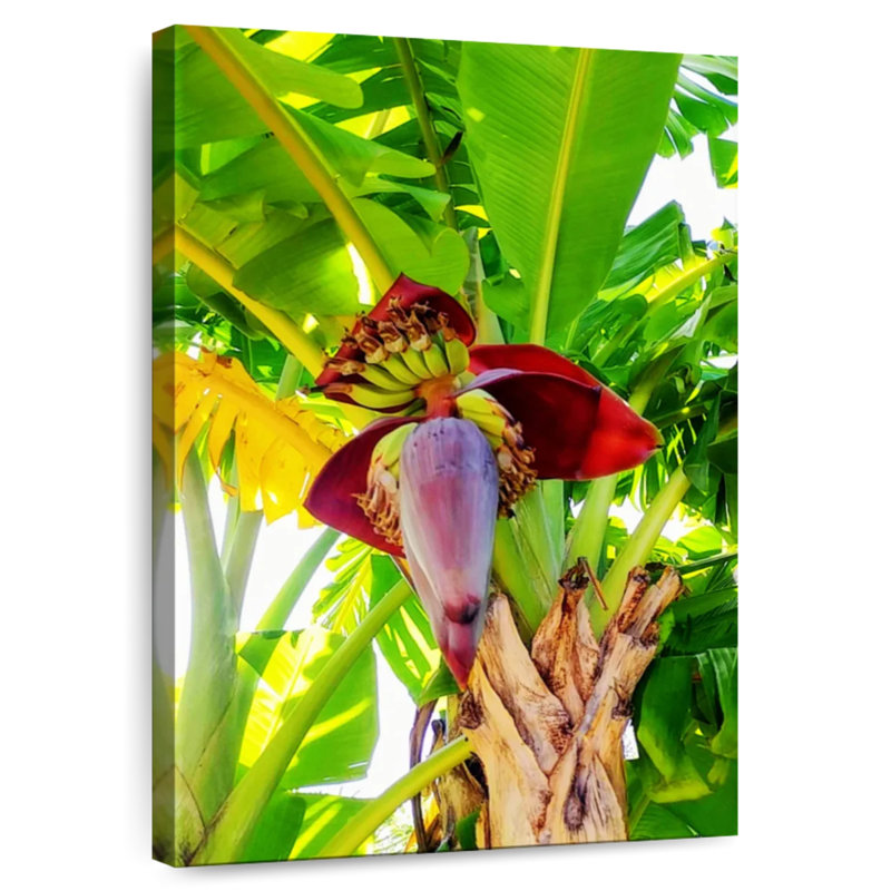 Harnek Banana Palm Heart, H 48 po x l 32 po