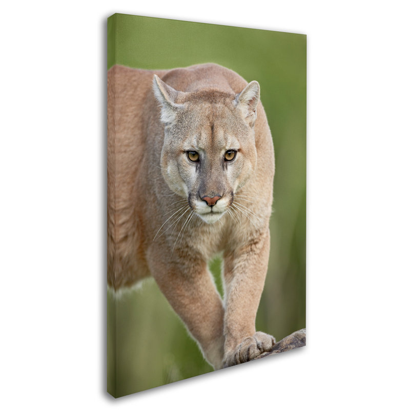 Ann «Cougar», reproduction d'impression sur toile tendue, H 32 po x l 22 po