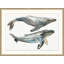 Whale Duet Print