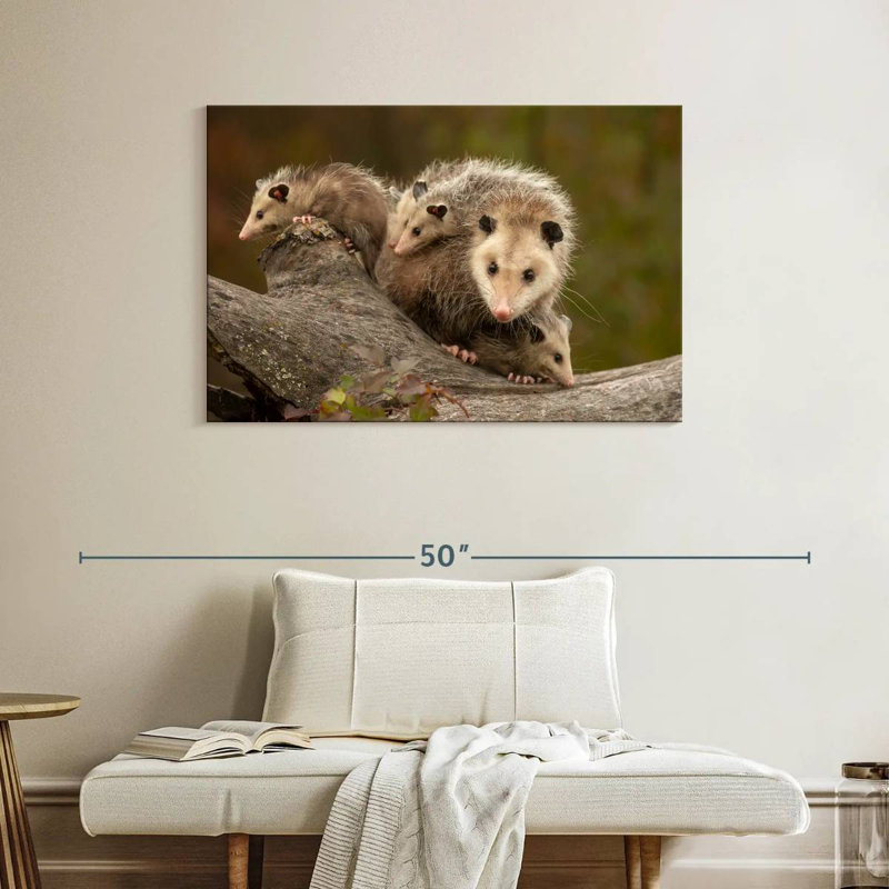 Famille Opossum, H 26 po x l 39 po