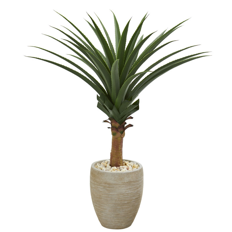 Agave plante de sol dans un pot de fleurs