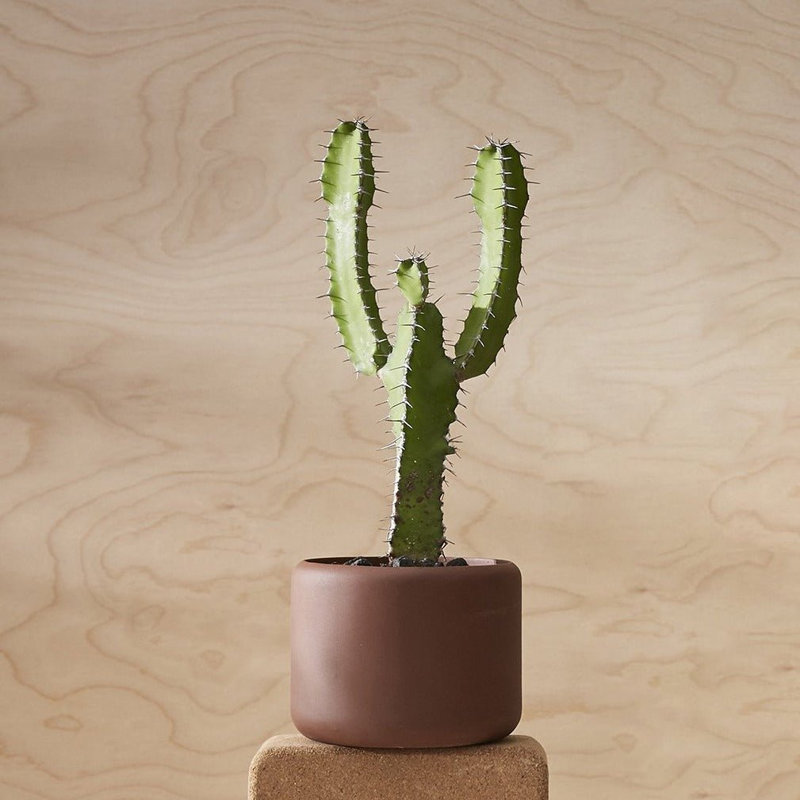 Porcelain Plant Pot, Terracotta, 3.5" H x 4.5" W x 4.5" D