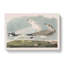Common American Gulls by John James Audubon - Wrapped Canvas-55371092