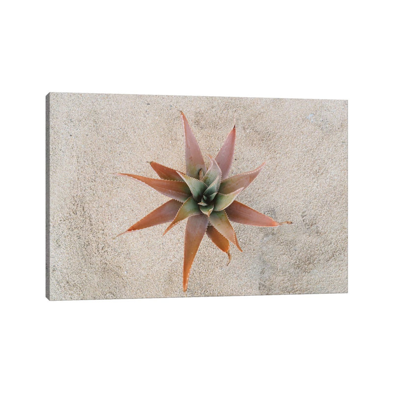 Mexico Succulent by Bethany Young - Print on Canvas, 101.6cm H x 152.4cm W x 3.81cm D, Wrapped Canvas
