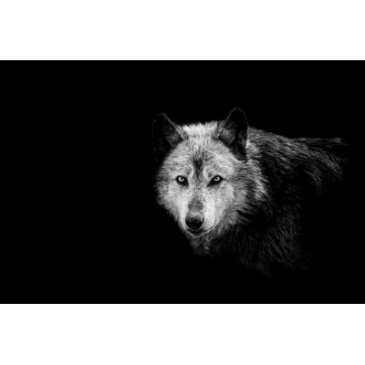 Black Wolf by Nate Hovee - Wrapped Canvas Print