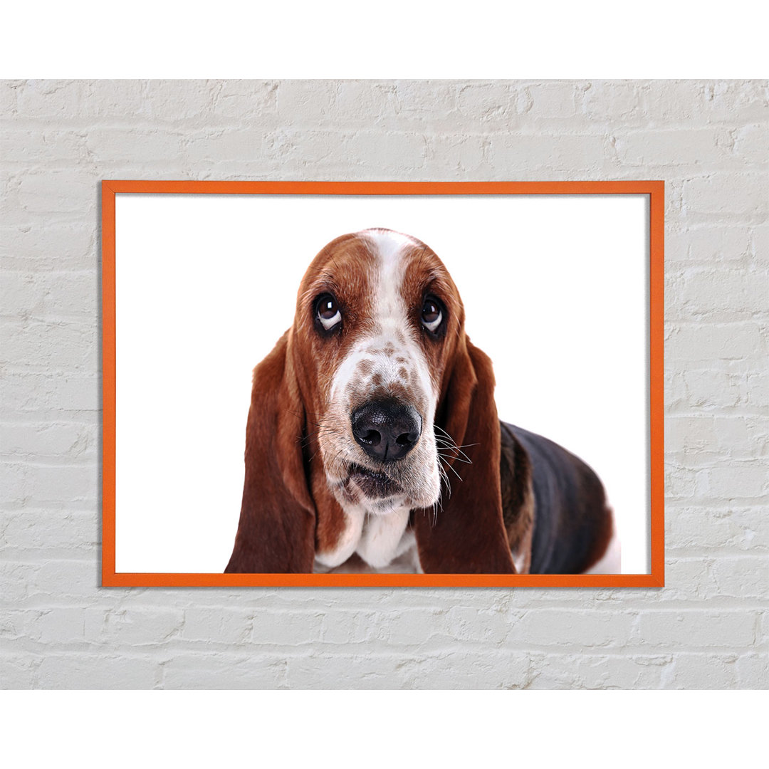 Anelys Basset Hound Look - Einzelner Bilderrahmen Kunstdrucke