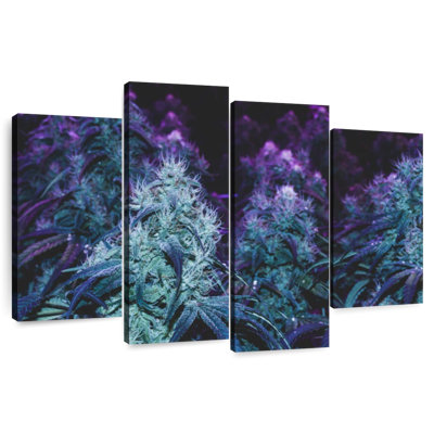 Flowering Purple Cannabis