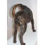 Statue chien Neasa Hound