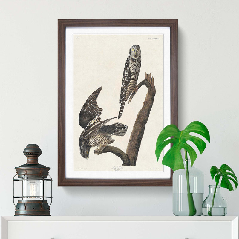 Hawk Owls by John Audubon - Picture Frame Painting Print, 65cm H x 48cm W x 2cm D, Walnut Framed