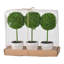 Mini topiaires S / 3 en pot crème, vert 10,6 x 3,5 x 9,5 po