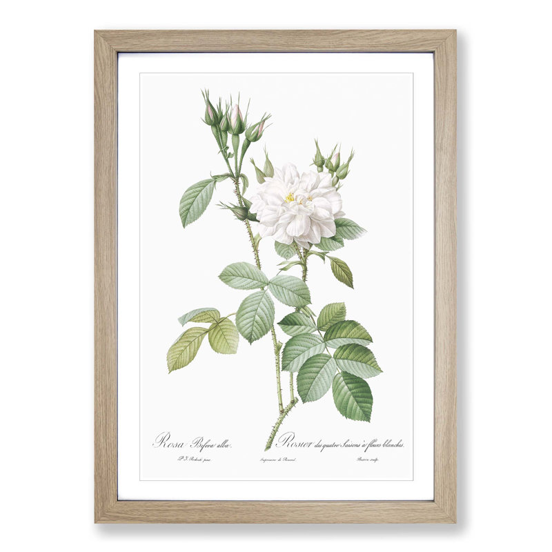 Autumn Damask Rose by Pierre-Joseph Redoute - Single Picture Frame Painting, Oak Framed, 33cm H x 24cm W x 2cm D