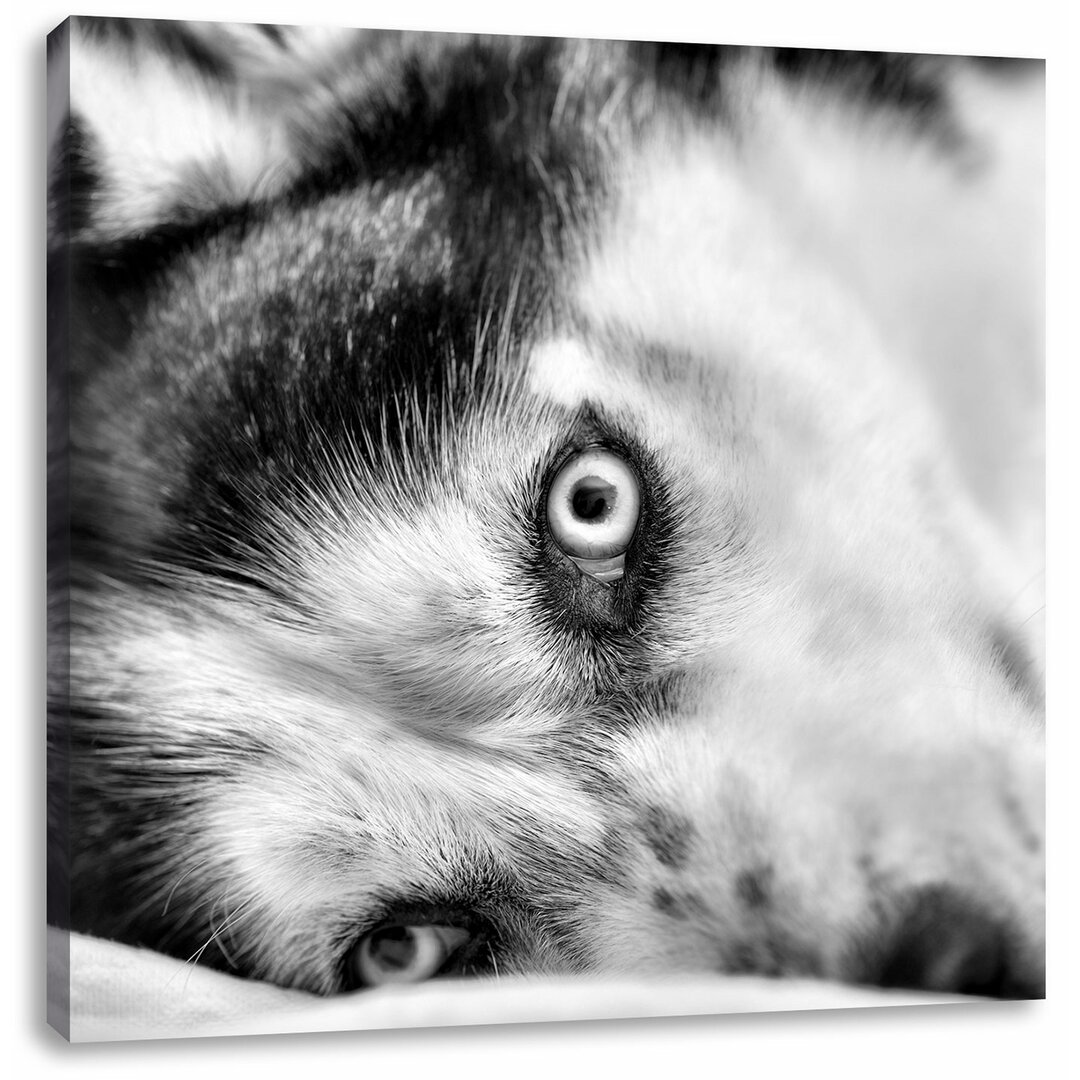 Leinwandbild Husky mit Eisblauen Augen im Bett