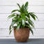 Ensemble de pots à fleurs 3 pièces-516122977