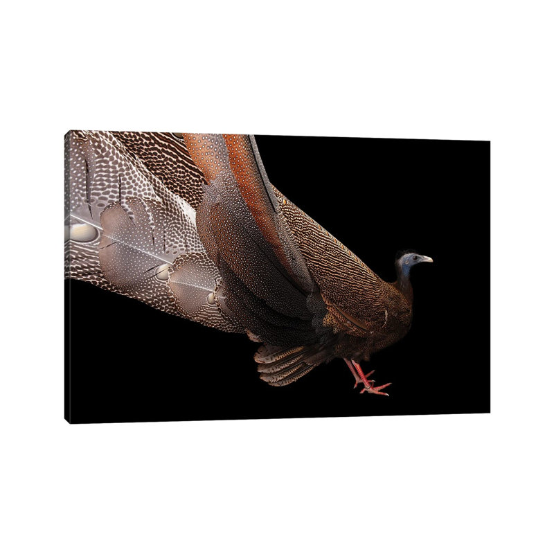 A Malayan Great Argus At The Houston Zoo by Joel Sartore - Gallery-Wrapped Canvas Giclée on Canvas, Canvas