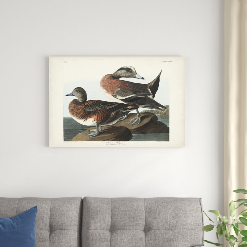 Pl 345 Widgeon américain, H 24 po x l 36 po
