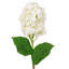 Lavender Stem-25636912